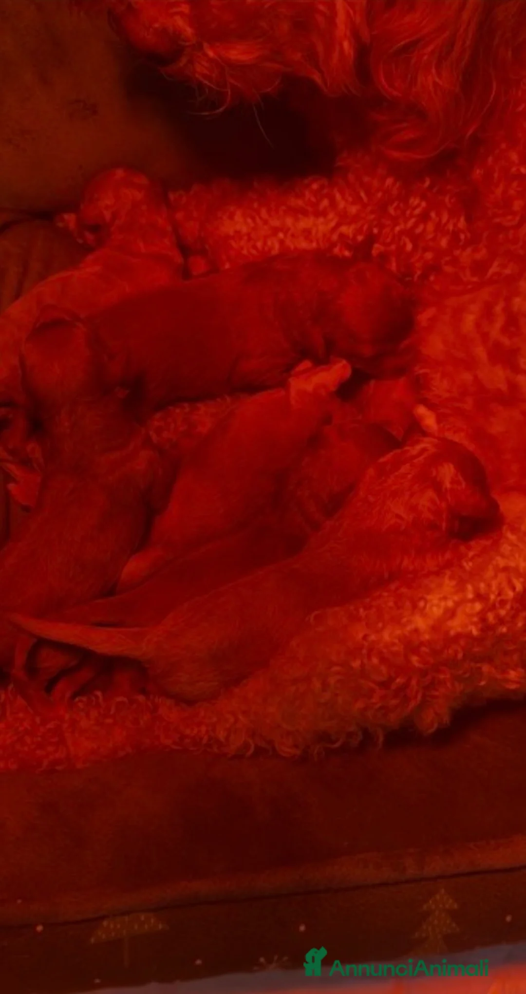 Barboncino cani in vendita: Barboncino❤️ - Annuncio 6