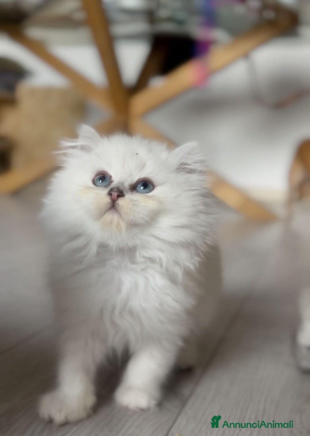 British gatti in vendita: British Longhair Silver - Annuncio 5