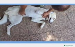 Labrador cani in regalo: Mia 3anni BELLISSIMA mollata dai padroni ROMA a Milano - Immagine 6