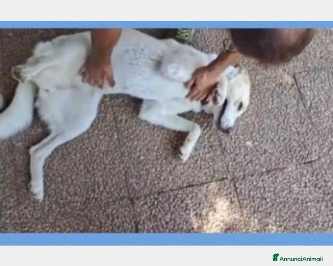 Labrador cani in regalo: Mia 3anni BELLISSIMA mollata dai padroni ROMA a Milano - Annuncio 6