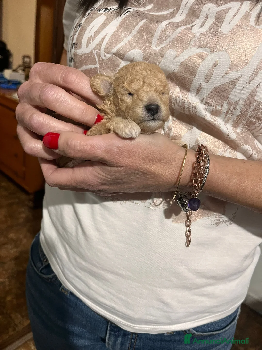 Meticcio cani in vendita: Barboncino toy - Annuncio 4