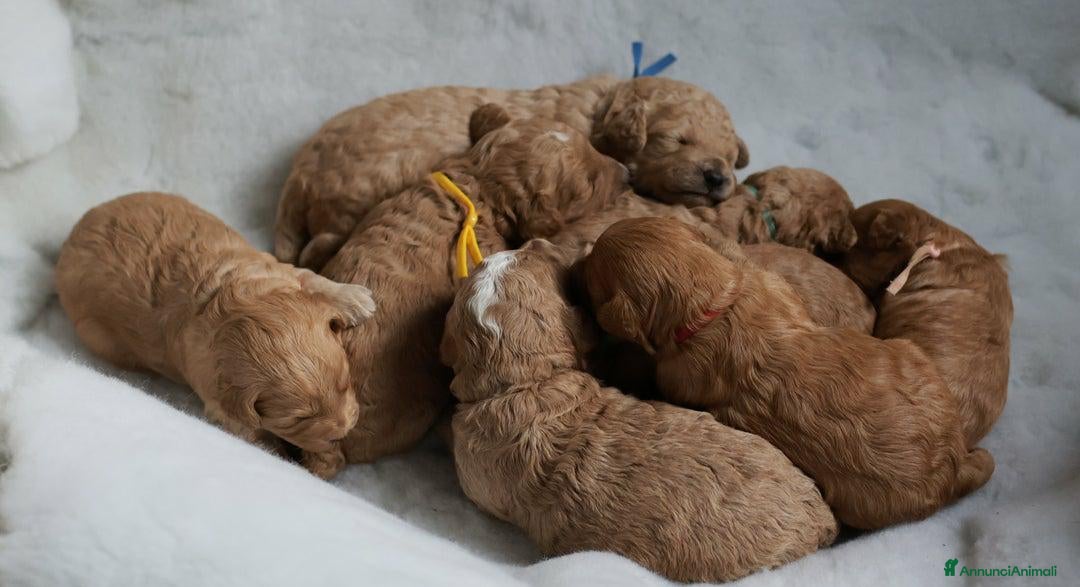 Meticcio cani in vendita: Cuccioli di F1BB Cavapoo Rosso & Crema - Annuncio 9