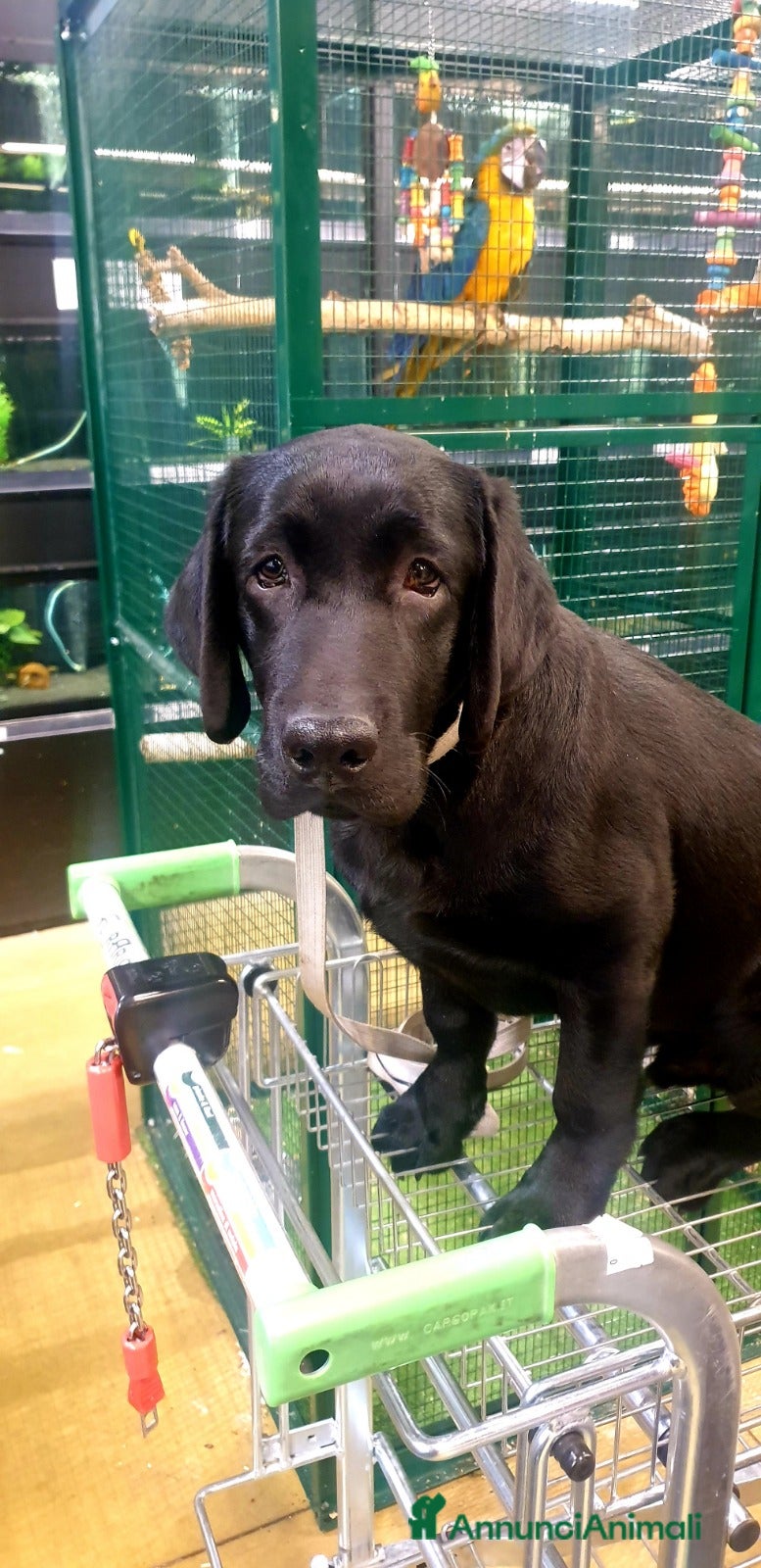 Labrador cani Cucciolone di Labrador Maschio - Annuncio 6