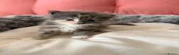 Maine Coon gatti in vendita: Da Leo e alaska 5  fantastici cuccioli!!! - Annuncio 7