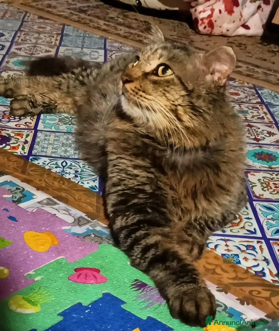Europeo gatti in regalo: Micio tigrato pelo lungo vive solo.FIV+. SICILIAA a Città metropolitana di Milano - Annuncio 4