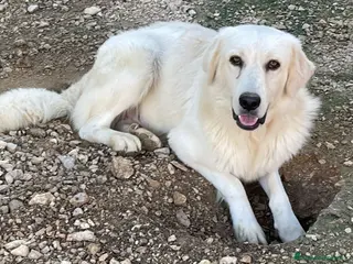 Meticcio cani IL MORBIDISSIMO LUCKY - Annuncio 34