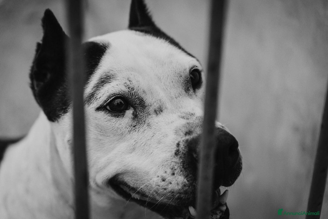 Meticcio cani in regalo: Lo sguardo di Futura chiede solo amore - Annuncio 3