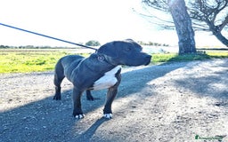 Pitbull cani in regalo: SIMONE, PIT BULL COLOR GRIGIO  a Provincia di Latina - Immagine 7