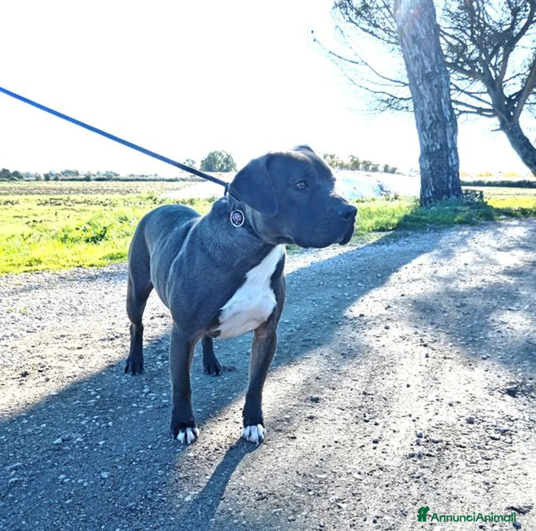 Pitbull cani in regalo: SIMONE, PIT BULL COLOR GRIGIO  a Provincia di Latina - Annuncio 7
