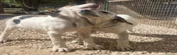 Meticcio cani in regalo: CHI ADOTTA QUESTE TENERE SORELLINE? - Annuncio 22