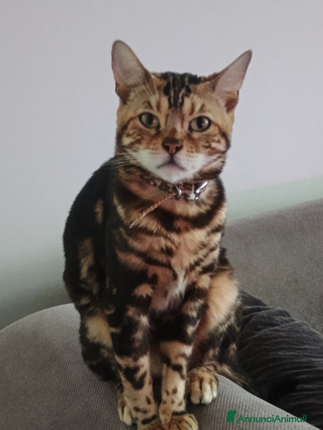Bengala gatti per accoppiamento: Un compagno per Mia - Annuncio 1
