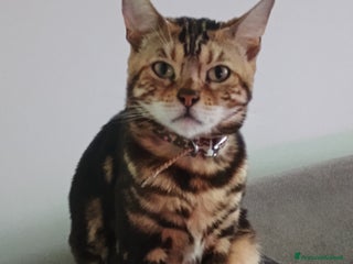 Bengala gatti Un compagno per Mia - Annuncio 12