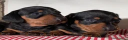 Bassotto cani in vendita: Cucciolo bassotto kaninchen/nano - Annuncio 8