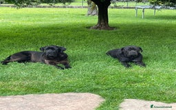 Cane Corso cani in vendita: Cuccioli in cerca di famiglia  a Provincia di Como - Immagine 2