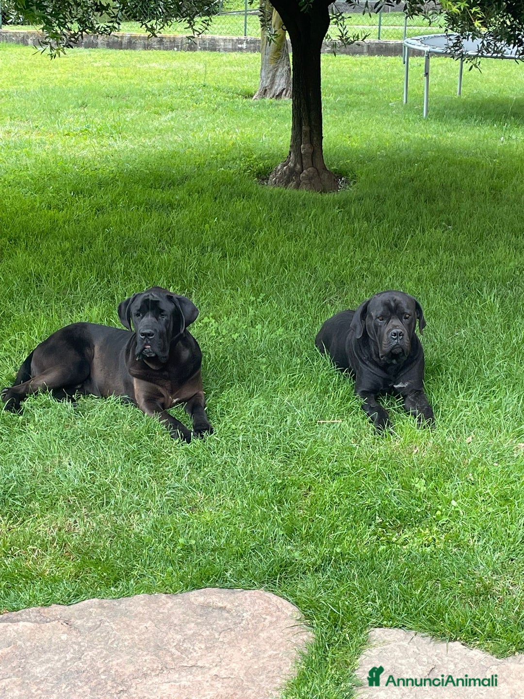 Cane Corso cani in vendita: Cuccioli in cerca di famiglia  a Provincia di Como - Immagine 2