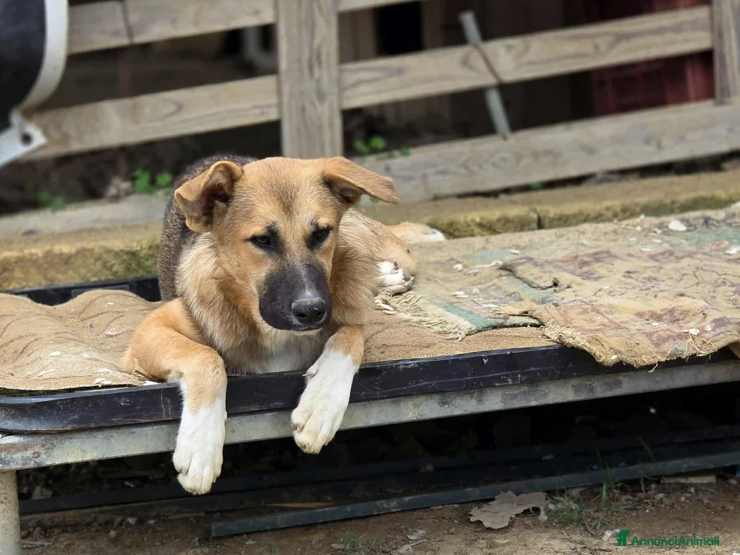 Meticcio cani in regalo: stupendo Coffy in regalo - Annuncio 3