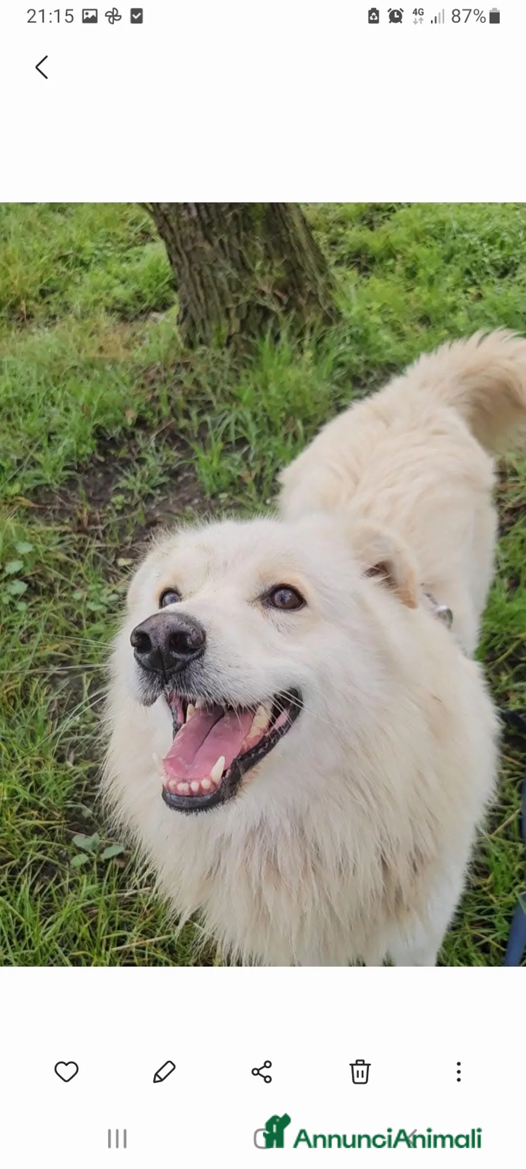 Meticcio cani in regalo: Simil volpino extralarge 4anni da 2in canileNOVARA - Annuncio 10