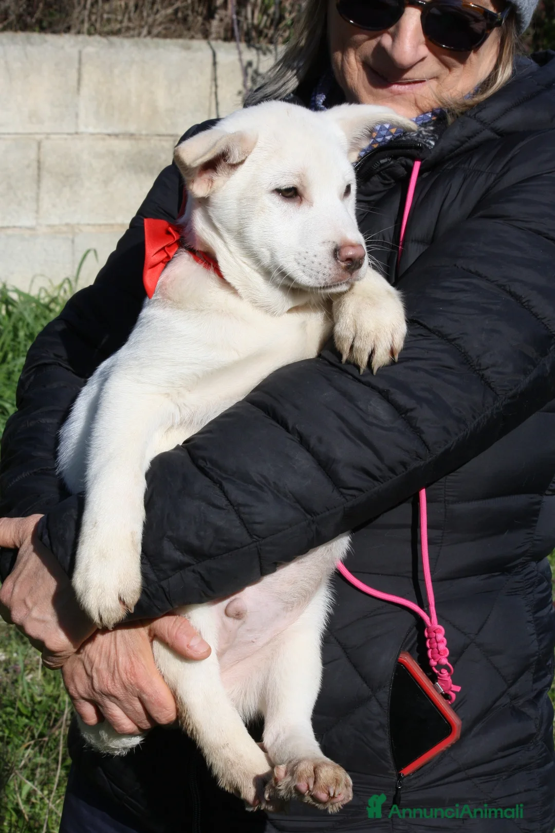 Meticcio cani in regalo: Zack stupendo e dolce cucciolo in adozione  - Annuncio 9