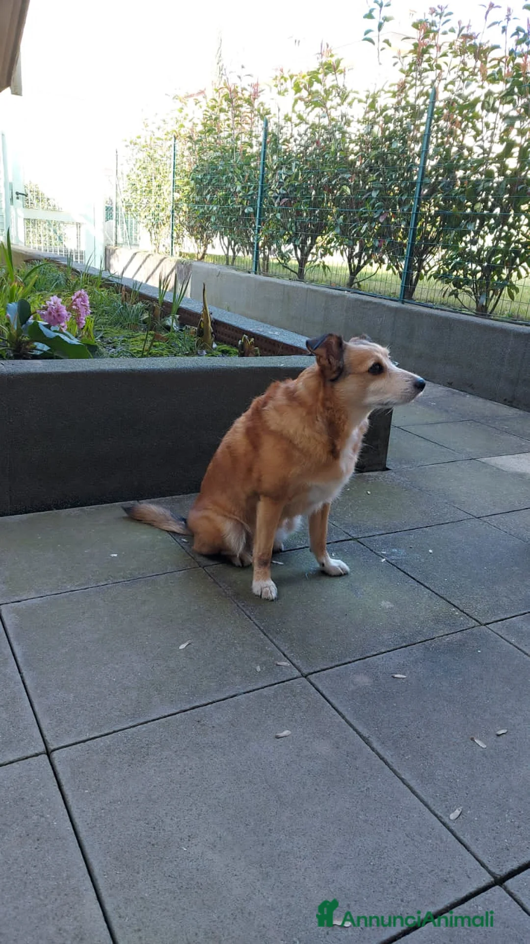 Meticcio cani in regalo: chanel - Annuncio 4