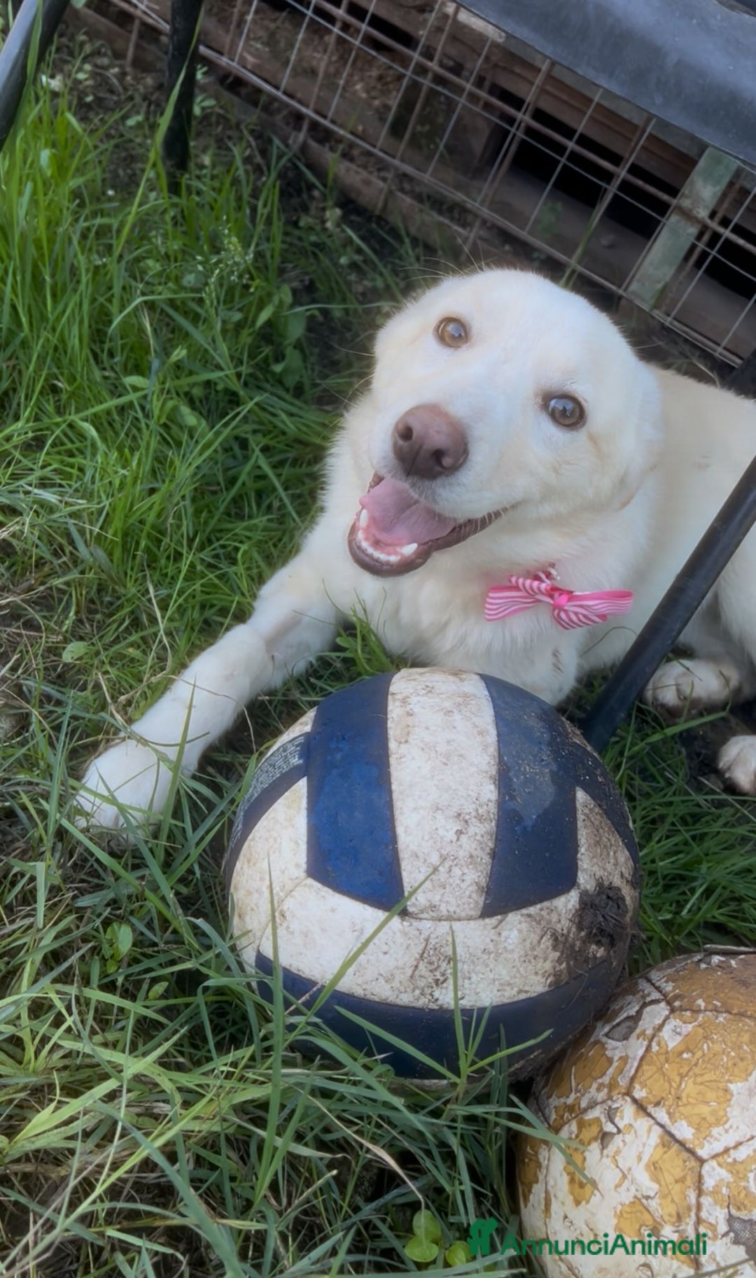 Meticcio cani in regalo: Zoomy - Annuncio 2