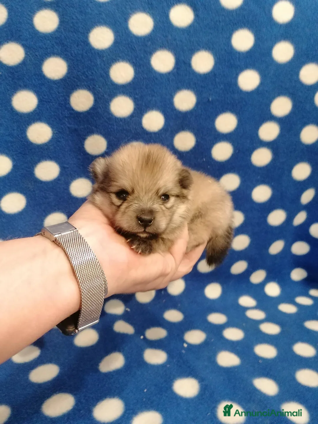 Volpino Pomerania cani in vendita: Volpino nano cuccioli - Annuncio 2