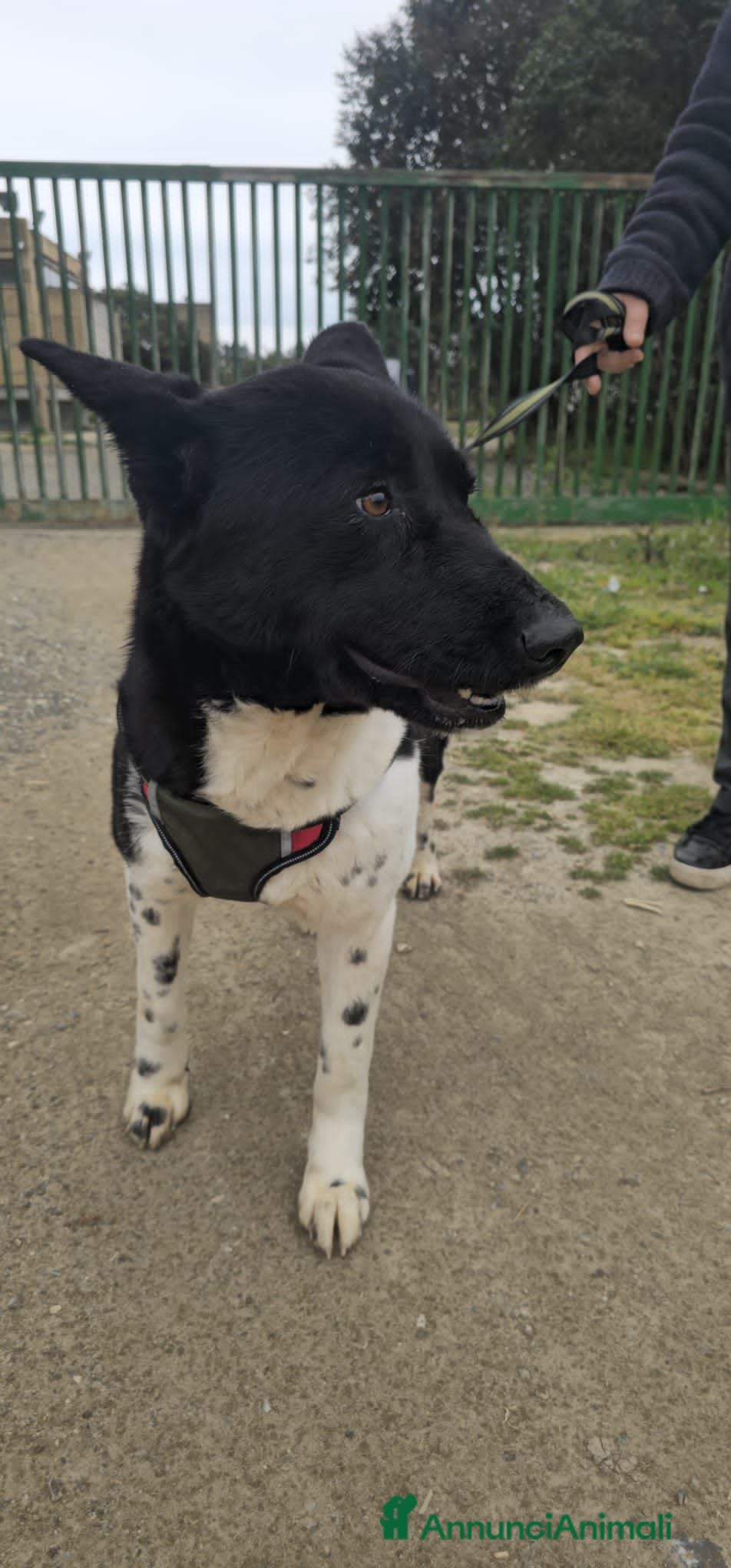Meticcio cani LUPETT - Annuncio 15