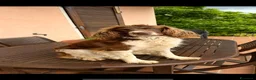 Springer Spaniel Inglese cani in vendita: CUCCIOLI SPRINGER SPANIEL INGLESE - Annuncio 4