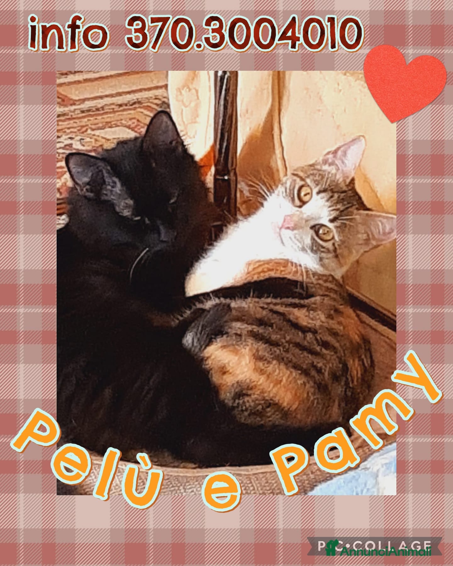 Europeo gatti Ultimo appello insieme per Pamy e Pelù - Annuncio 12