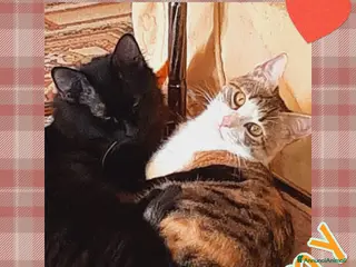 Europeo gatti Ultimo appello insieme per Pamy e Pelù - Annuncio 12