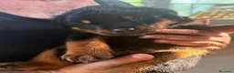 Rottweiler cani in vendita: Rottweiler cuccioli - Annuncio 7