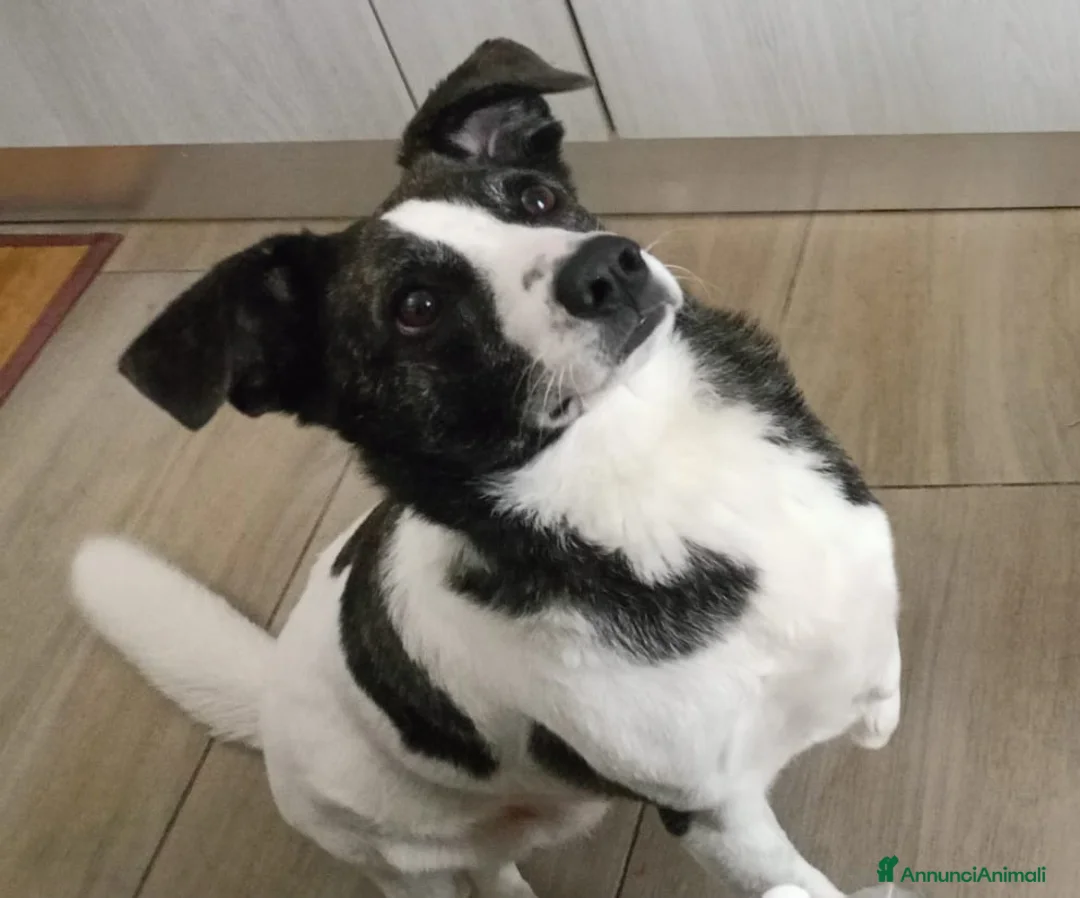 Meticcio cani in regalo: Luce 3anni TRIPODE STALLO FINITO. URGENTE NUORO - Annuncio 1