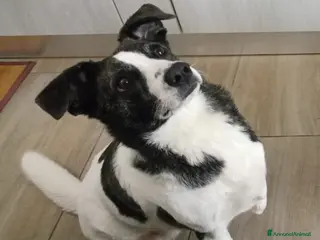 Meticcio cani Luce 3anni TRIPODE STALLO FINITO. URGENTE NUORO - Annuncio 5