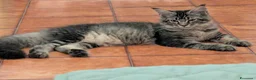 Maine Coon gatti in vendita: Maine Coon - Annuncio 10