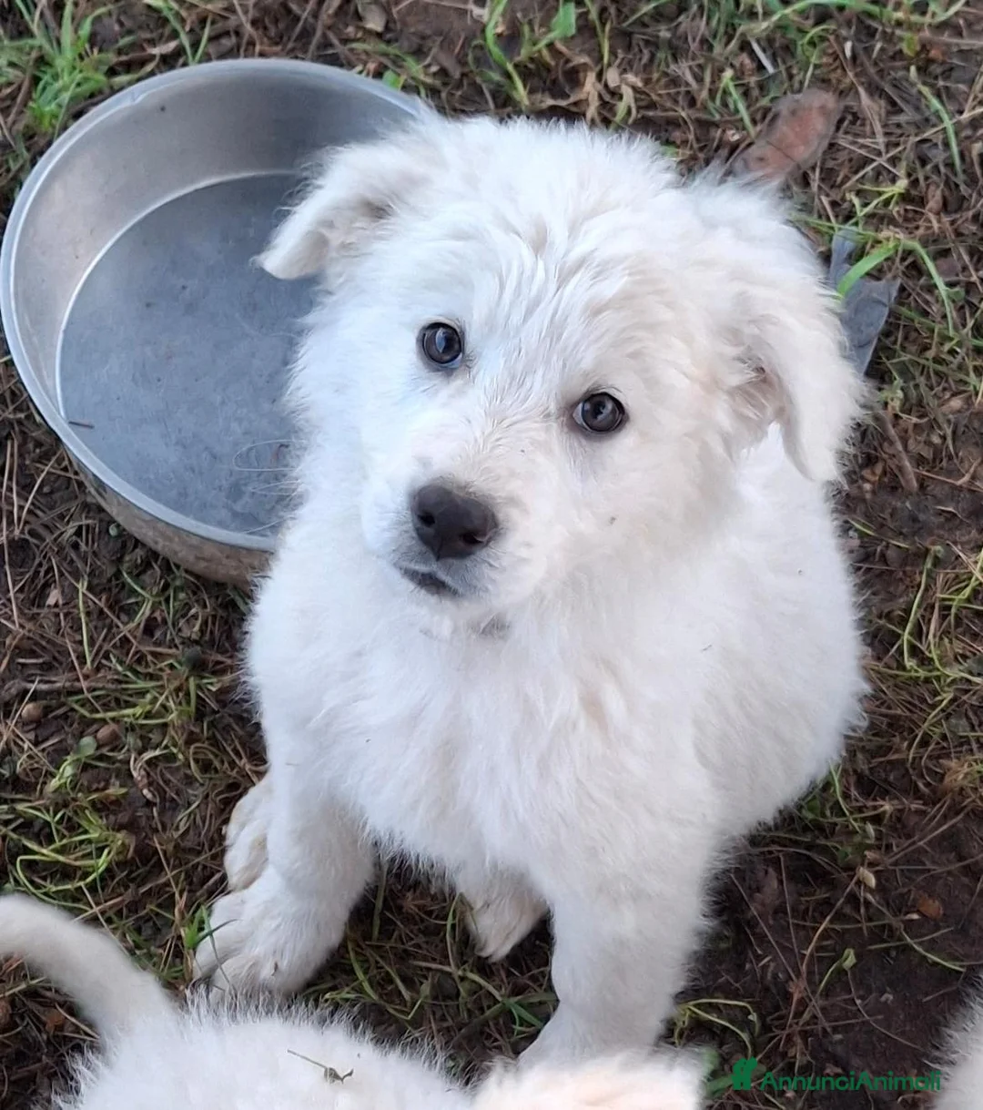 Meticcio cani in regalo: KORA 🩷 - cucciola mix pastore, abbandonata 😢🥺 a Provincia di Livorno - Annuncio 6