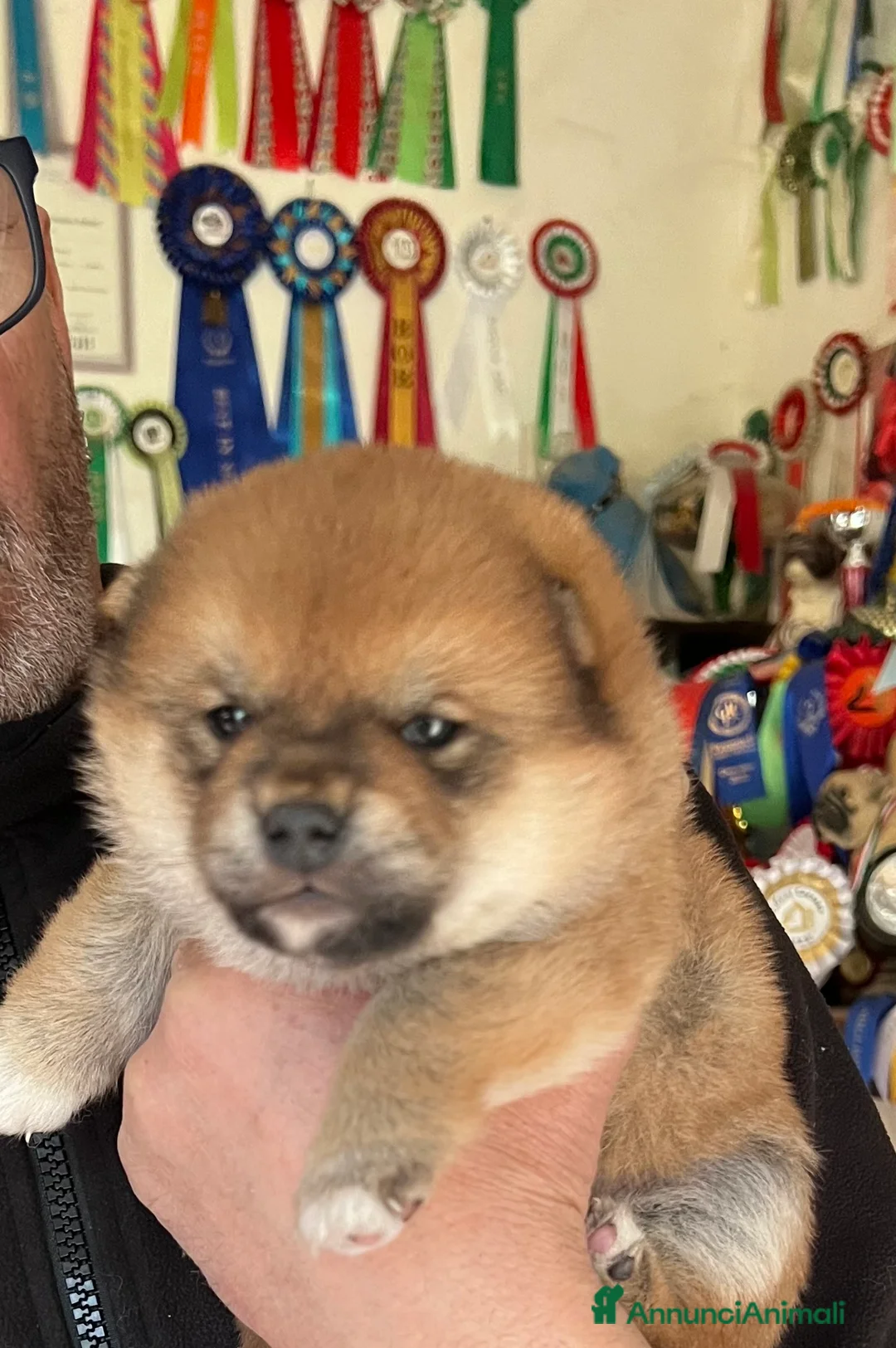 Shiba Inu cani in vendita: Shiba inu cuccioli  - Annuncio 4