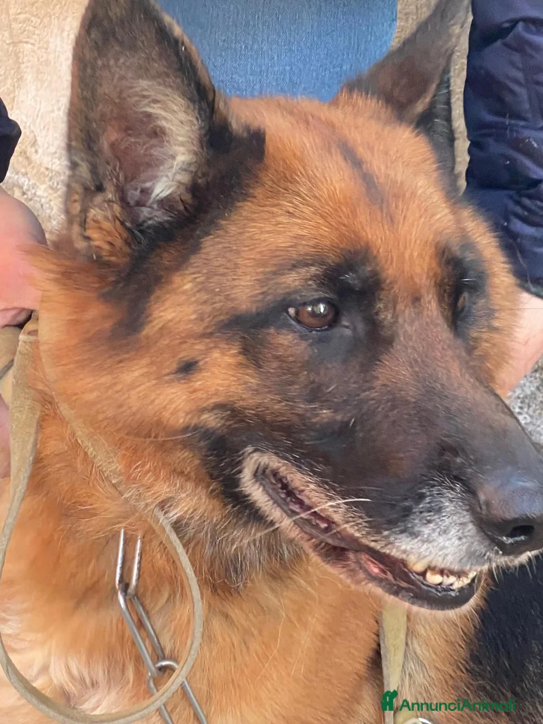 Pastore Tedesco cani in regalo: Pastore Ted. femmina 5anni e 1/2 rimasta solaSICIL - Annuncio 7