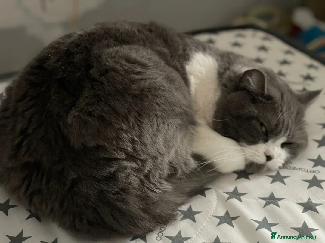 Meticcio gatti in regalo: REGALO 2 Gatte soriane a Provincia di Brescia - Annuncio 1