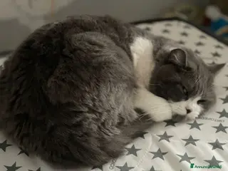 Meticcio gatti REGALO 2 Gatte soriane - Annuncio 1