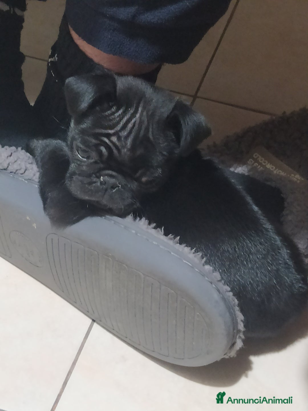 Carlino cani in vendita: Cuccioli di carlino nero  - Annuncio 5