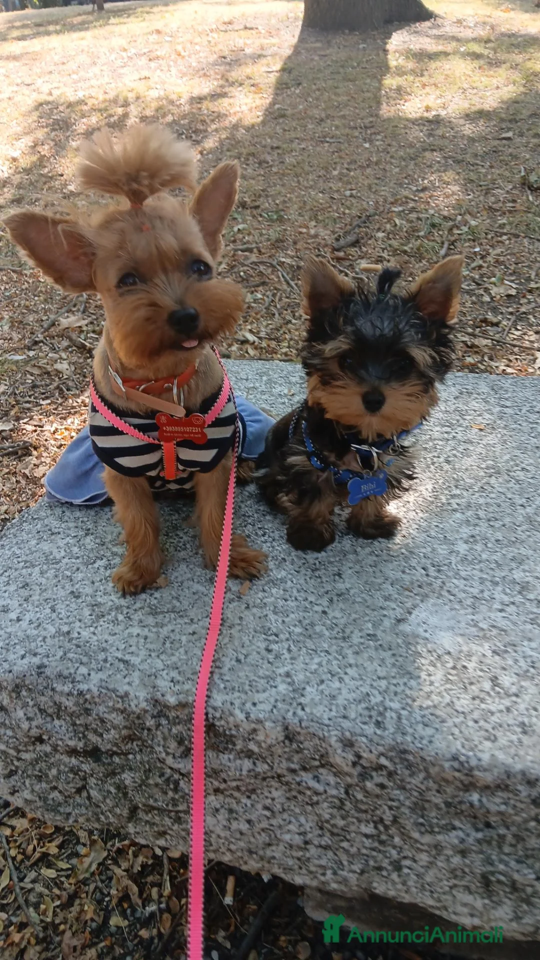 Yorkshire cani in vendita: Yorkshire terrier (mini)  - Annuncio 2