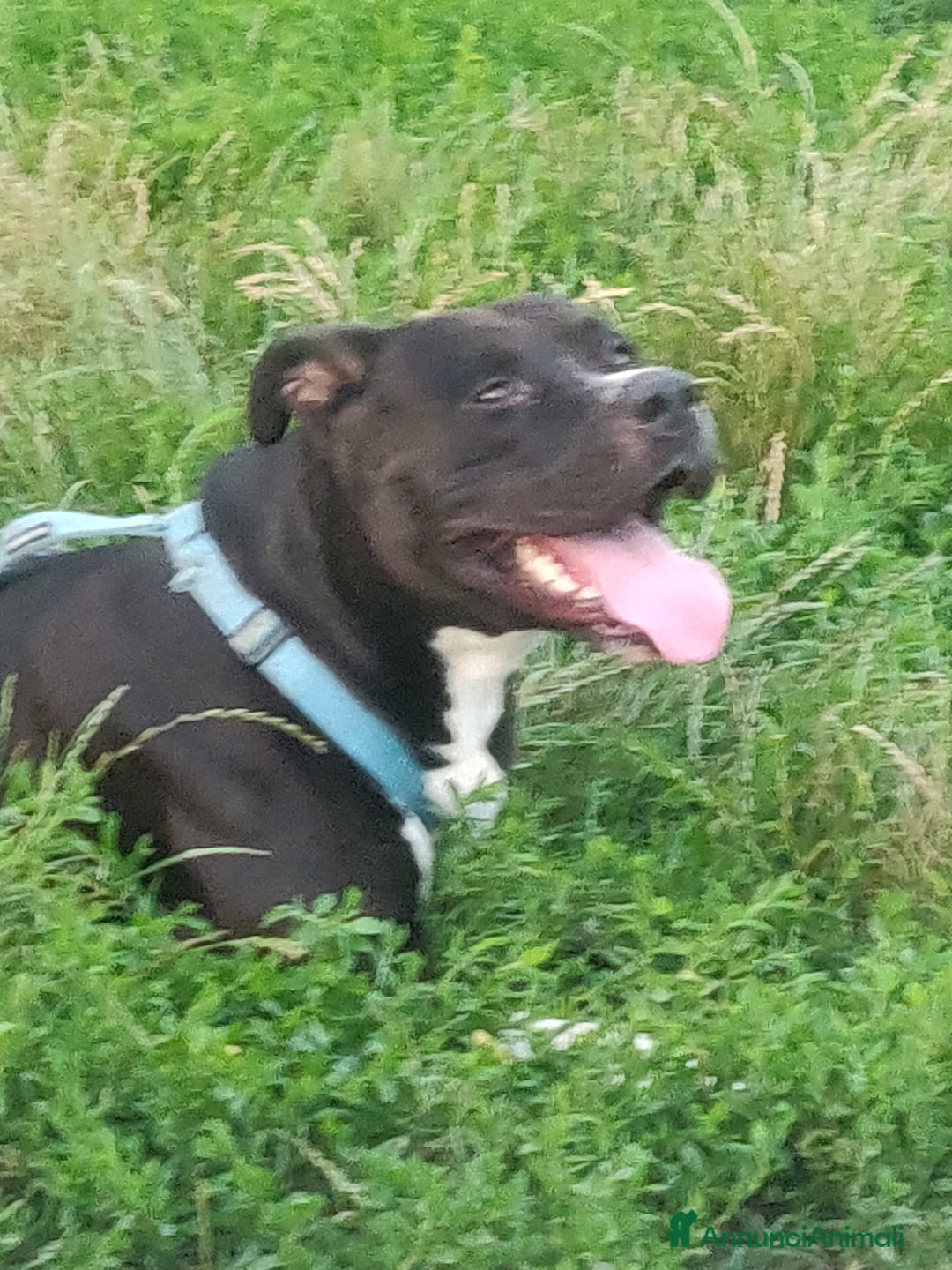 American Staffordshire cani per accoppiamento: Offro gratis meraviglioso Amstaff x accoppiamento a Città metropolitana di Milano - Immagine 5