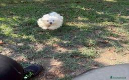 Maltese cani in vendita: MALTESINO - Immagine 2