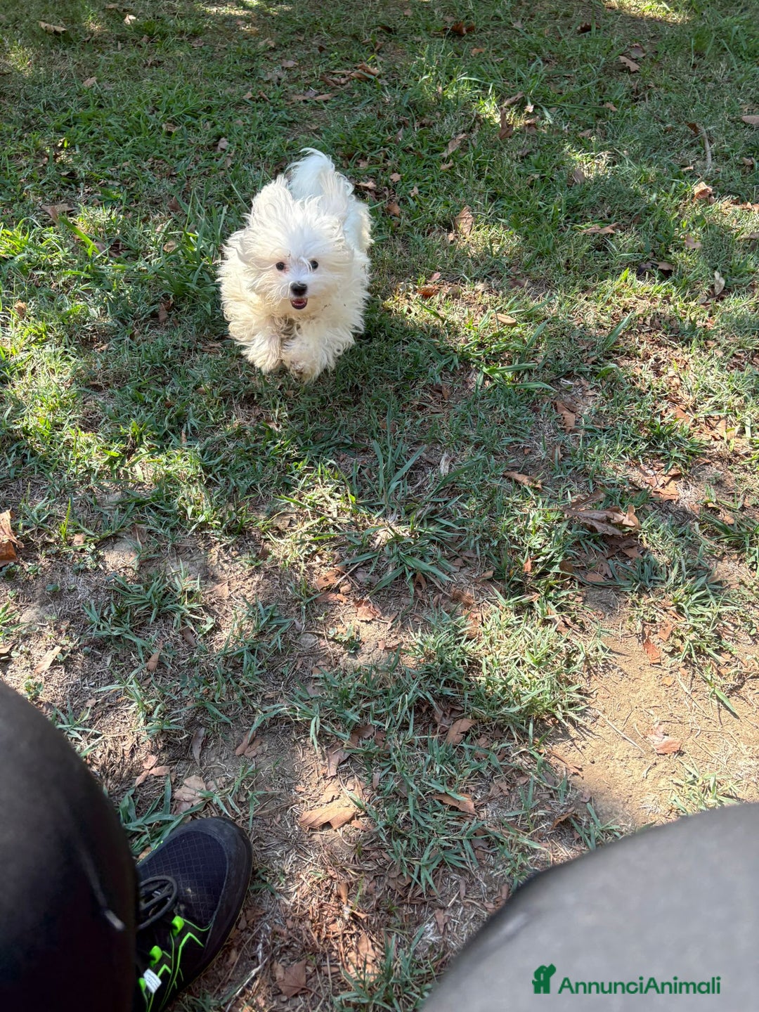 Maltese cani in vendita: MALTESINO - Immagine 2