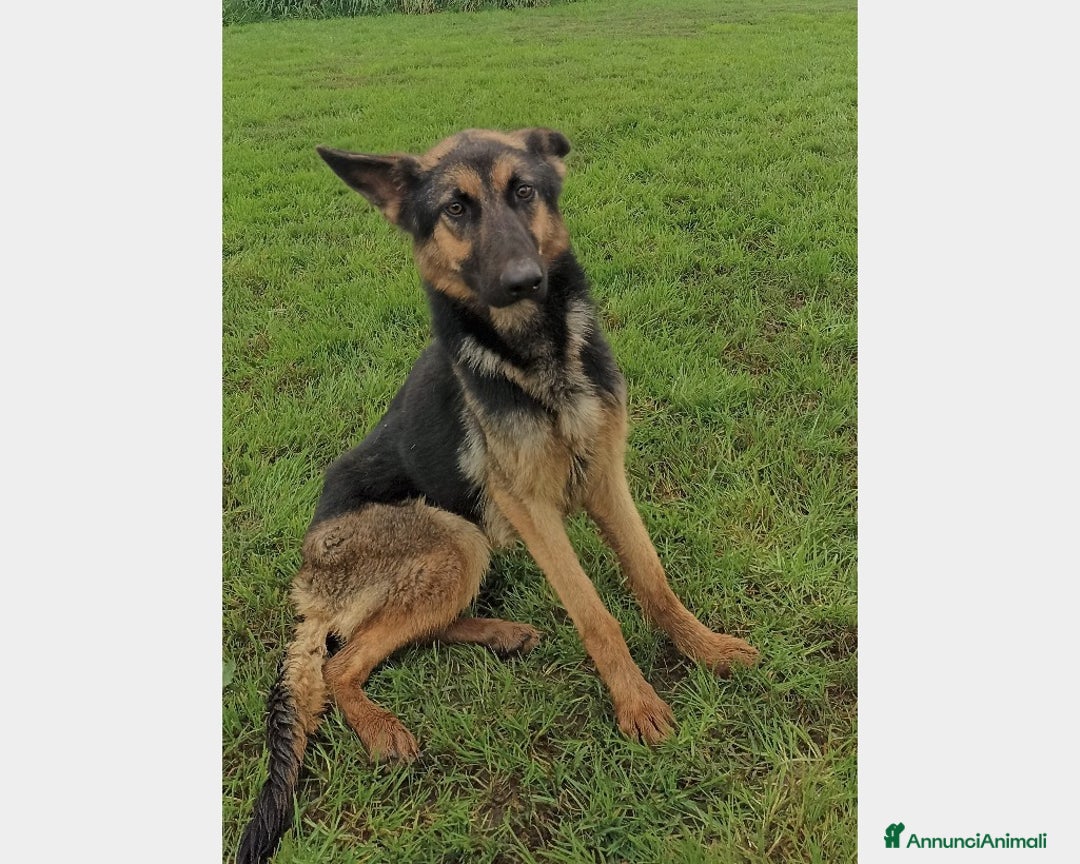 Meticcio cani in regalo: Lupetta, splendida lupetta cane femmina a Latina - Annuncio 4