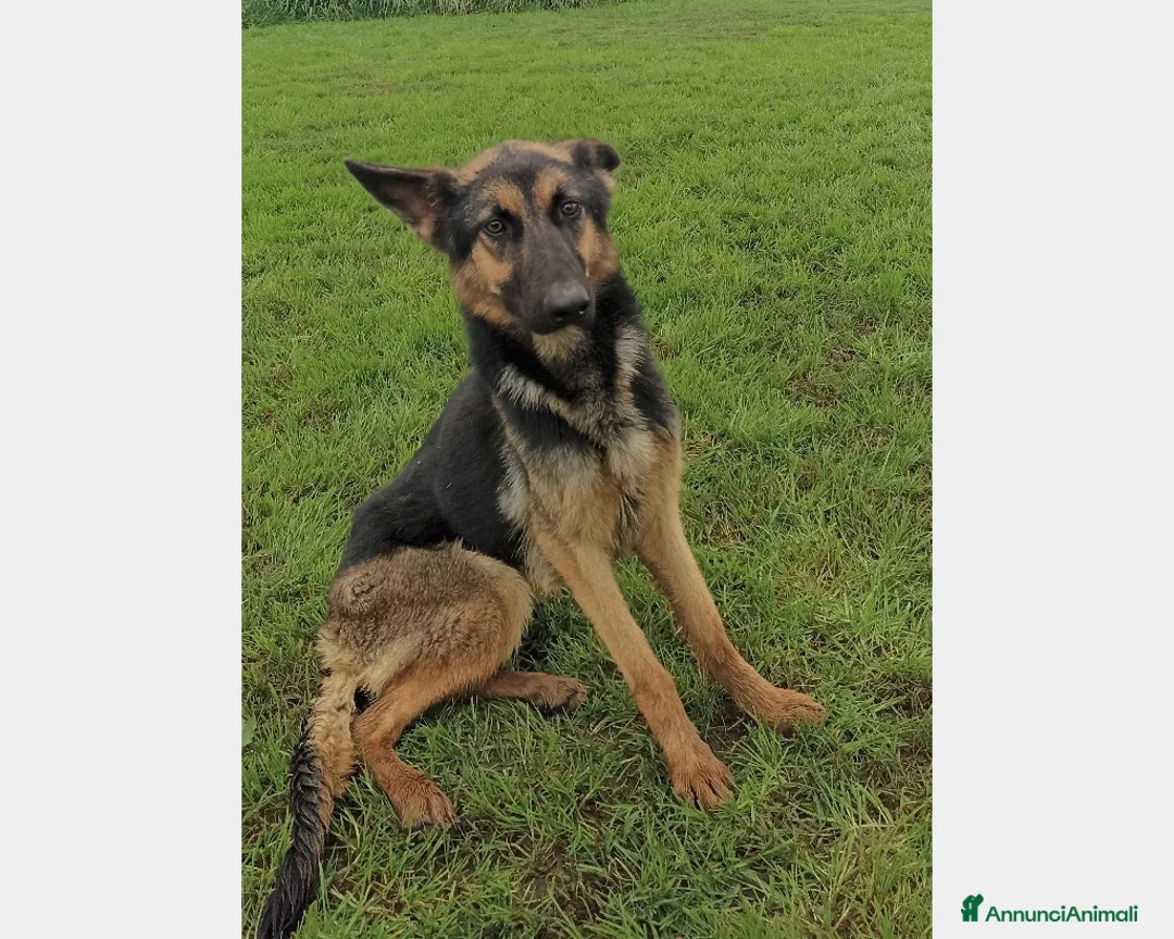 Meticcio cani in regalo: Lupetta, splendida lupetta cane femmina a Latina - Annuncio 4