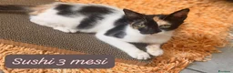 Europeo gatti in regalo: Gattini destinati alla colonia! a Provincia di Ferrara - Annuncio 2