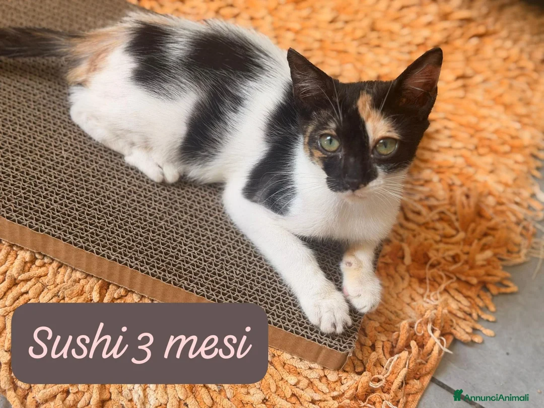 Europeo gatti in regalo: Gattini destinati alla colonia! a Provincia di Ferrara - Annuncio 2