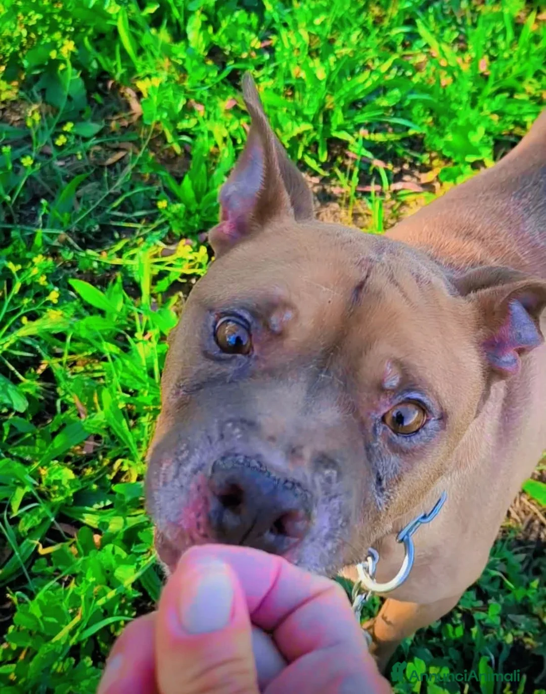 Pitbull cani in regalo: ADOZ.DEL💔: cuore di panna, cane da sogno,abbandon - Annuncio 1