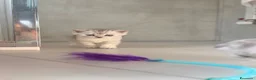 Scottish gatti in vendita: Bellissimi cuccioli di scottish straight/fold - Annuncio 17
