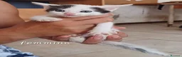 Meticcio gatti in regalo: Gattini - Annuncio 2